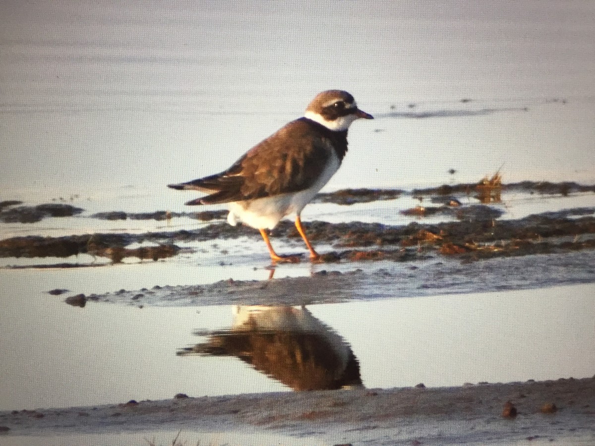 Common Ringed Plover - Martin Kennewell