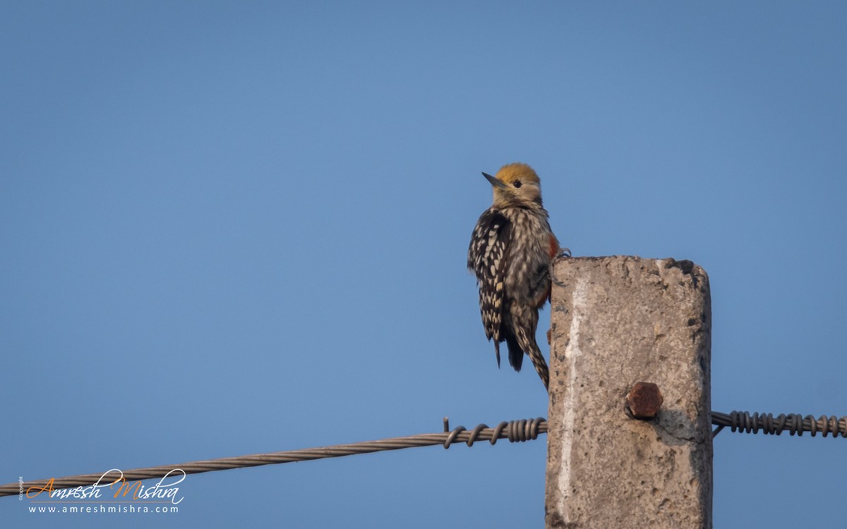 Yellow-crowned Woodpecker - ML301130141