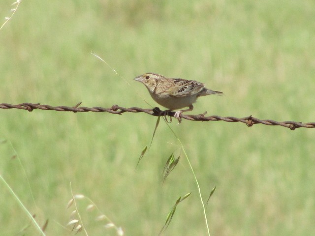 Grasshopper Sparrow - ML30113251
