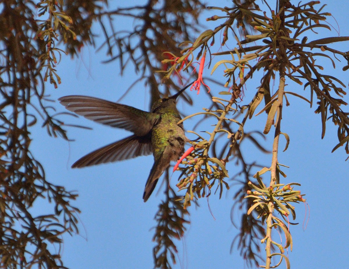 kolibřík ametystouchý - ML30114071
