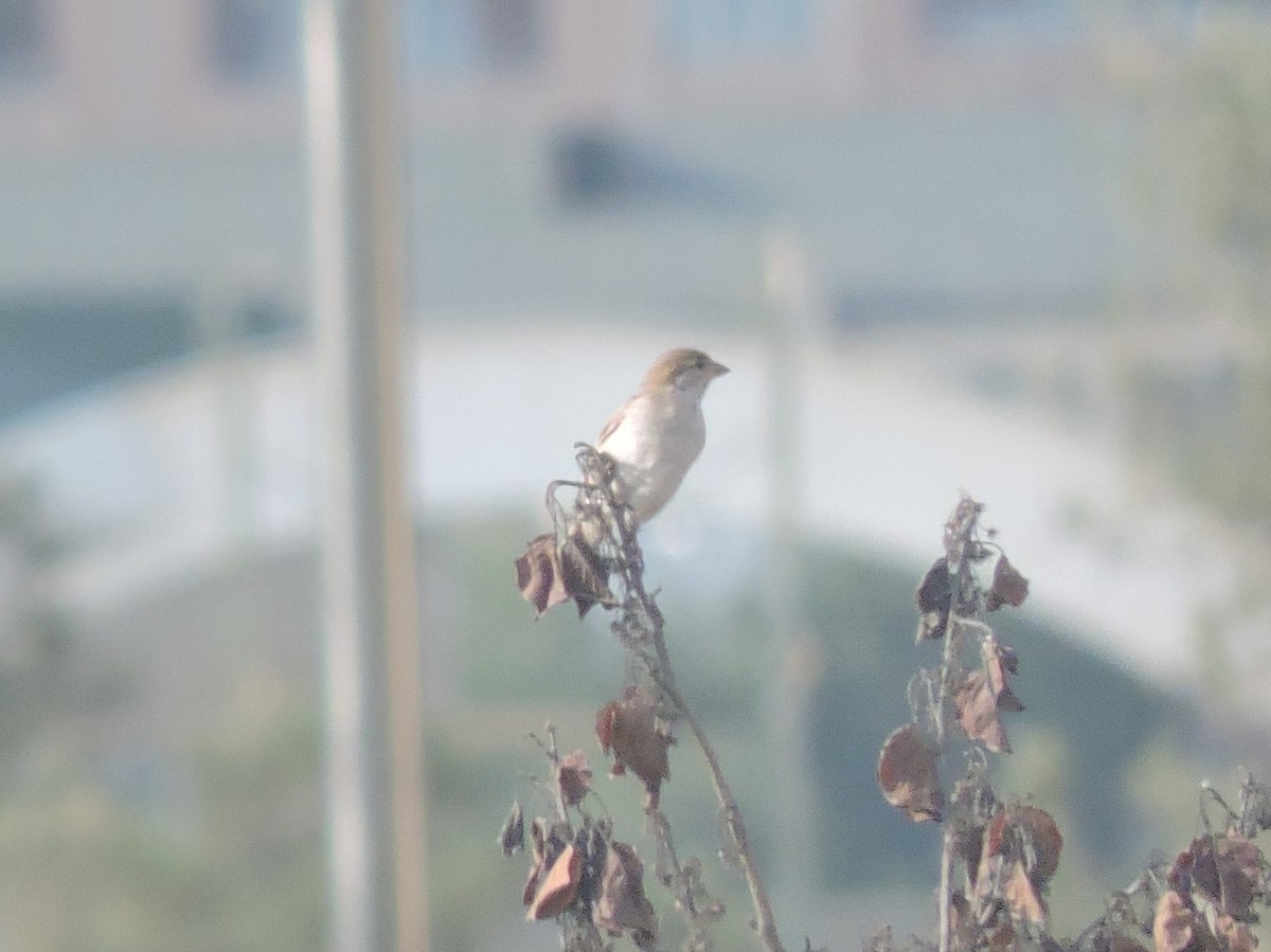 House Sparrow - Boris Georgi