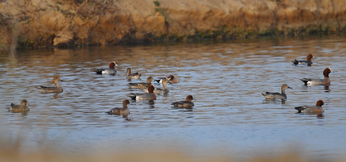 Northern Pintail - Ting-Wei (廷維) HUNG (洪)