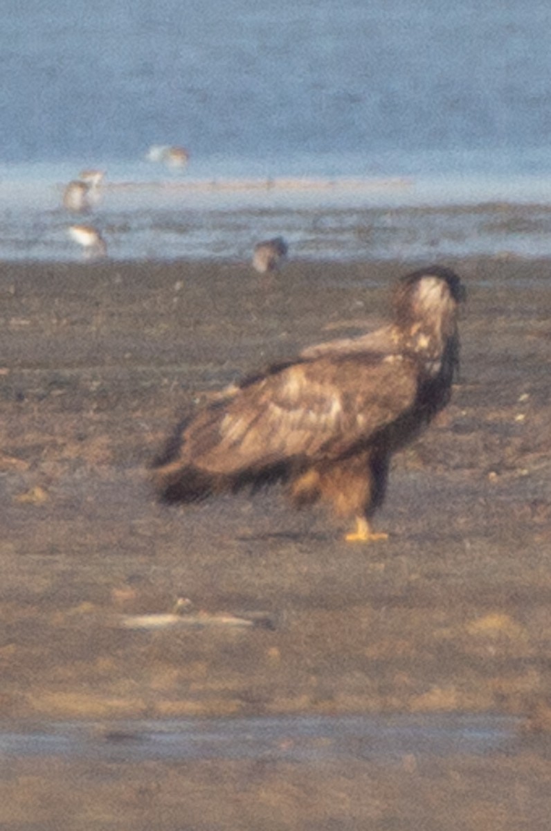 White-tailed Eagle - ML301151741