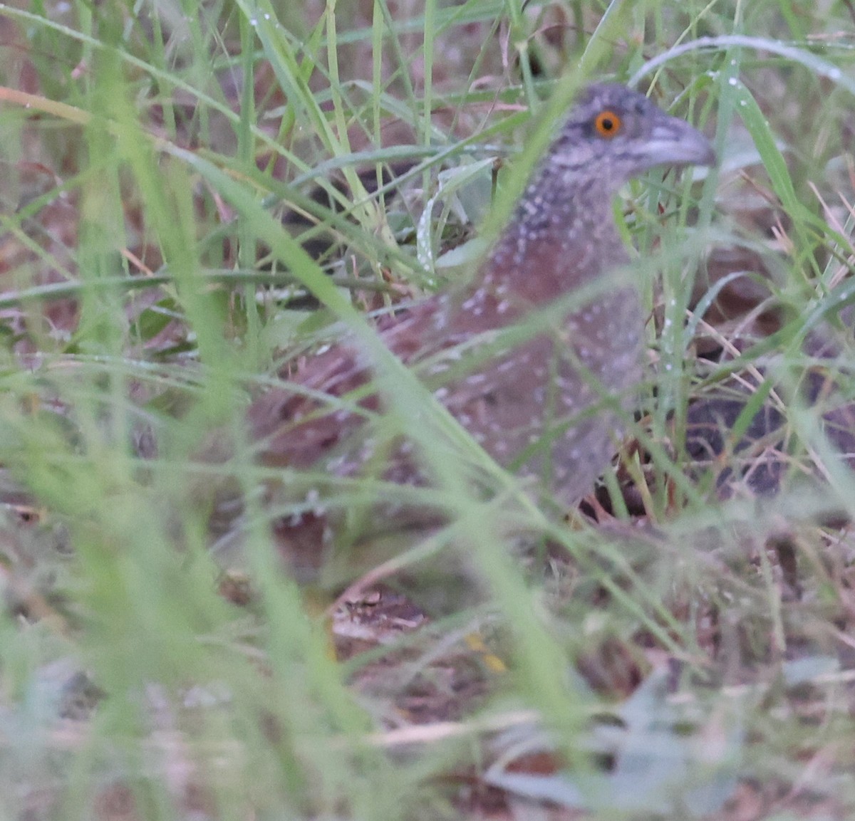 Chestnut-backed Buttonquail - ML301151881