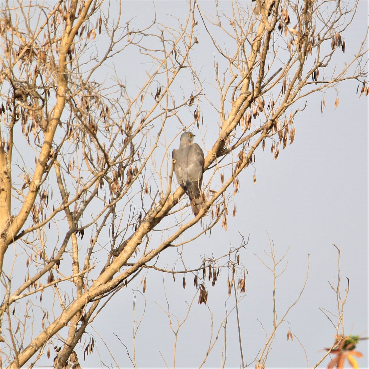 Common Hawk-Cuckoo - ML301154221