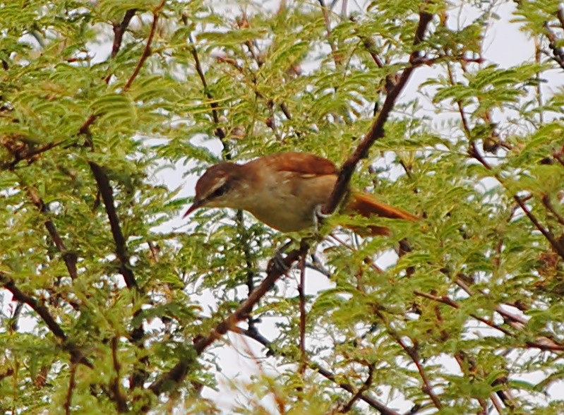 Yellow-chinned Spinetail - ML301154761