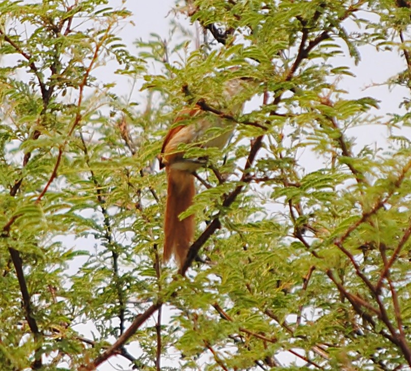 Yellow-chinned Spinetail - ML301154771