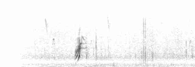 Ornate Tinamou - ML301155