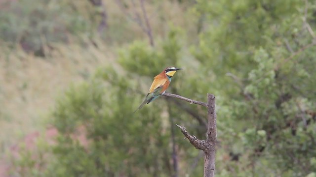 European Bee-eater - ML301157081