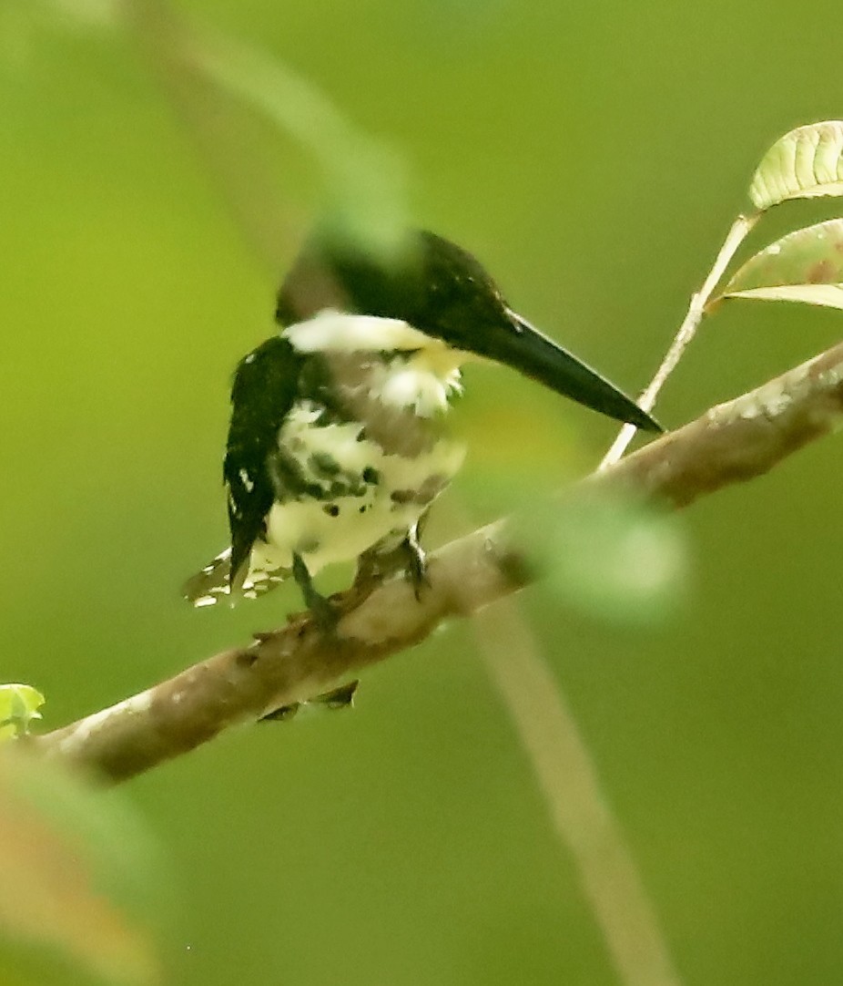 Green Kingfisher - Maciej  Kotlarski