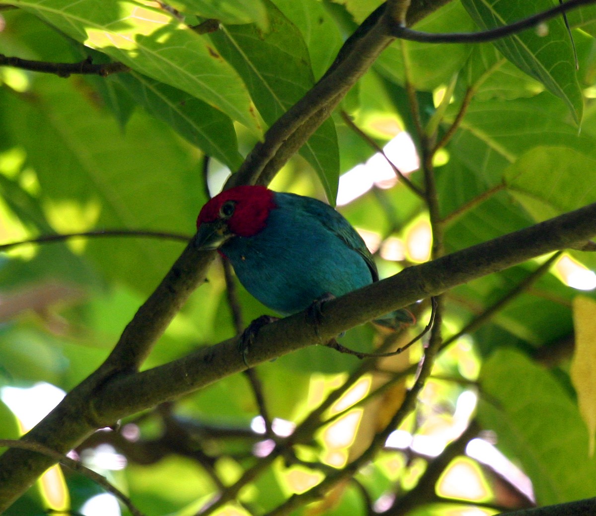 Vanuatu Papağan İspinozu - ML301165241