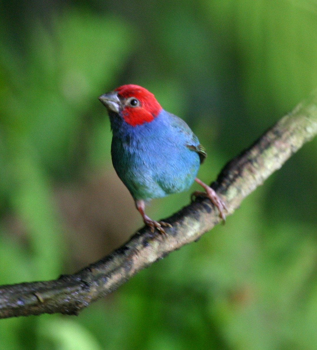 Vanuatu Papağan İspinozu - ML301165281