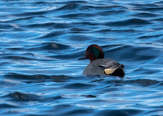 Green-winged Teal - ML301174021