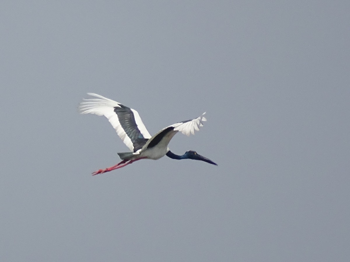 Black-necked Stork - ML301181771