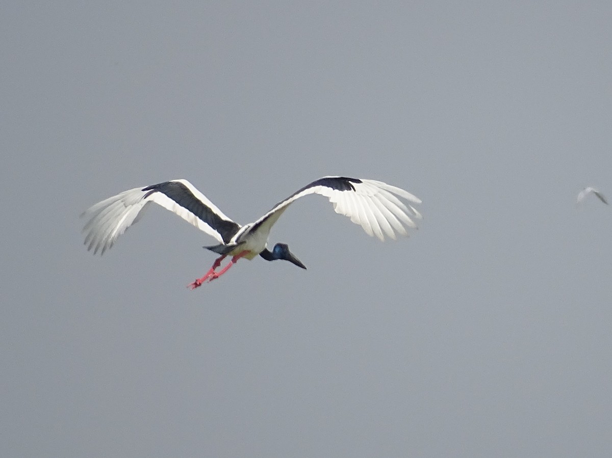 Black-necked Stork - ML301181821