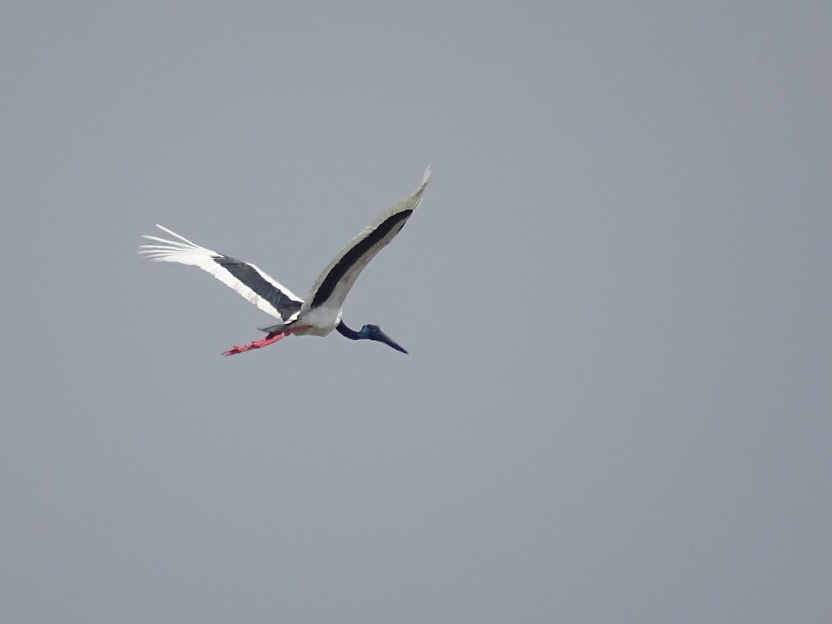 Black-necked Stork - ML301181831