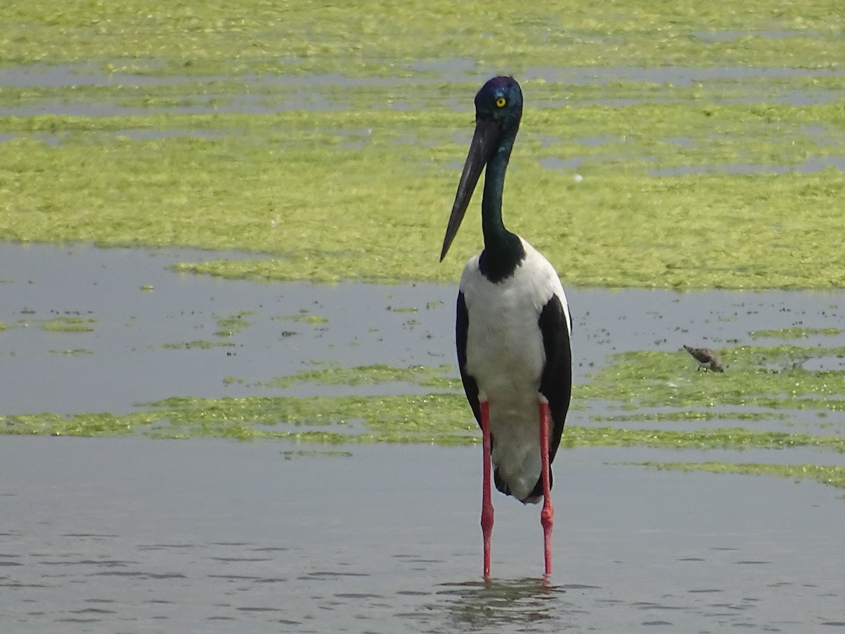 Black-necked Stork - ML301181841