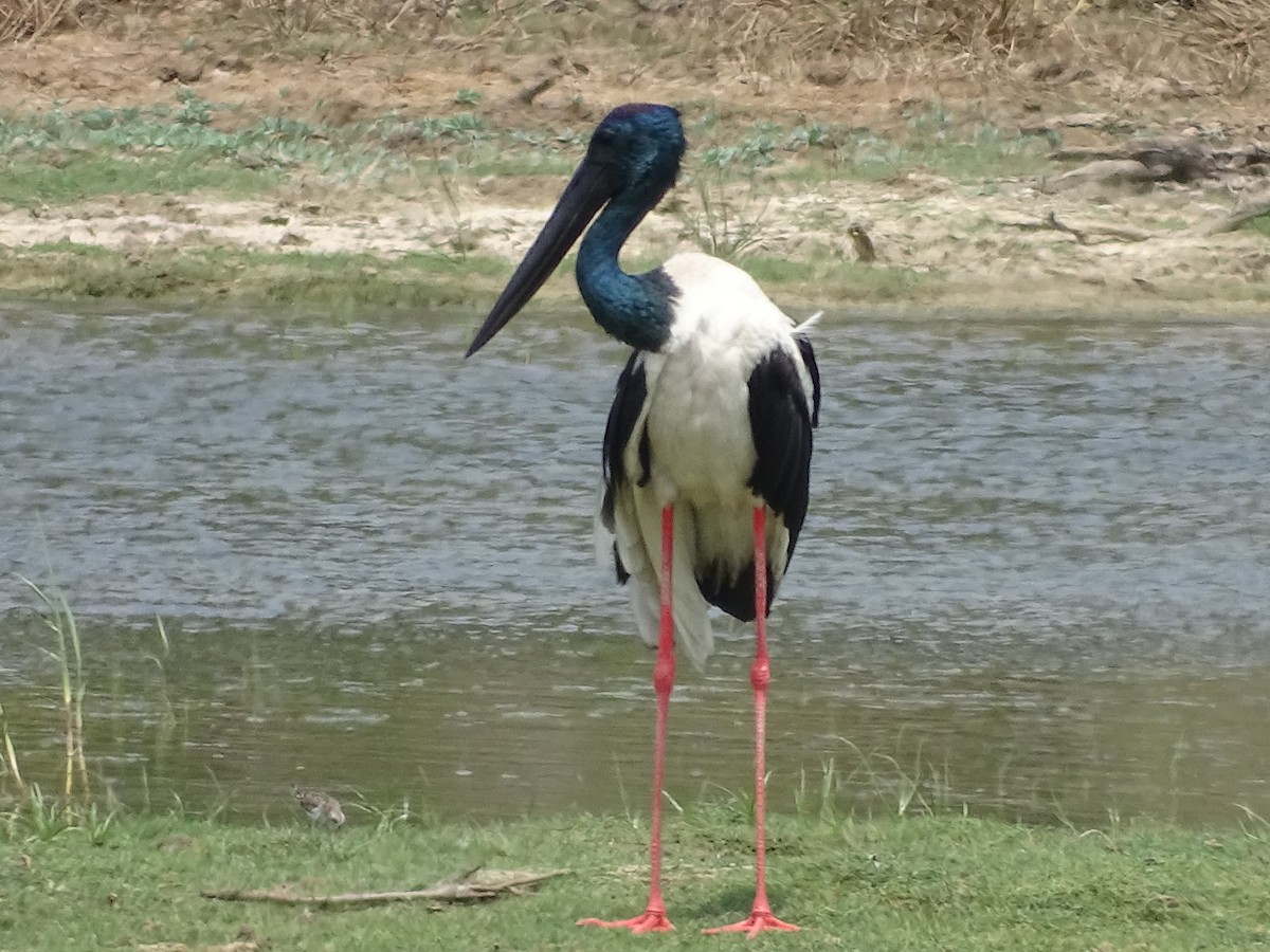 Black-necked Stork - ML301181871