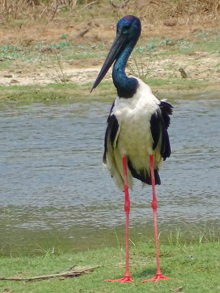 Black-necked Stork - ML301181891