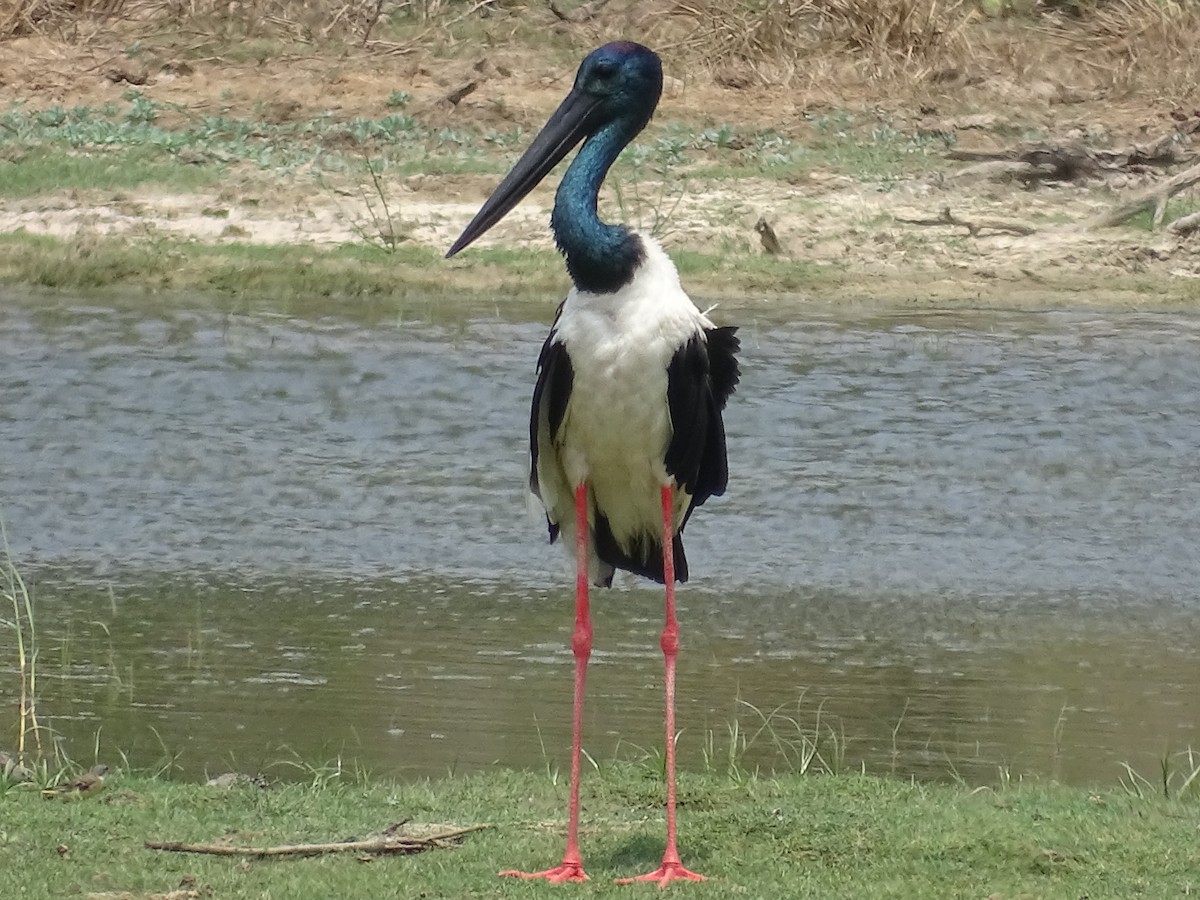 Black-necked Stork - ML301181901