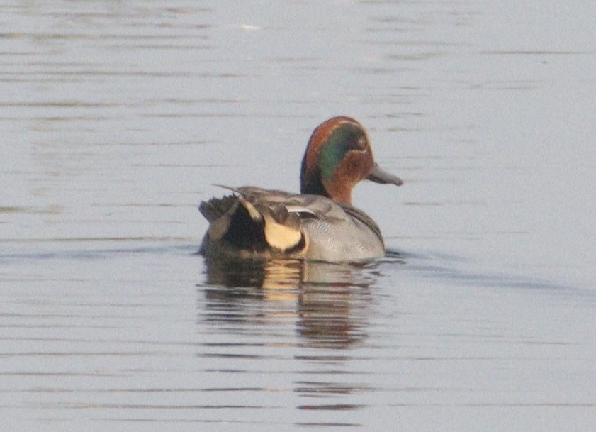 Green-winged Teal - ML301185841