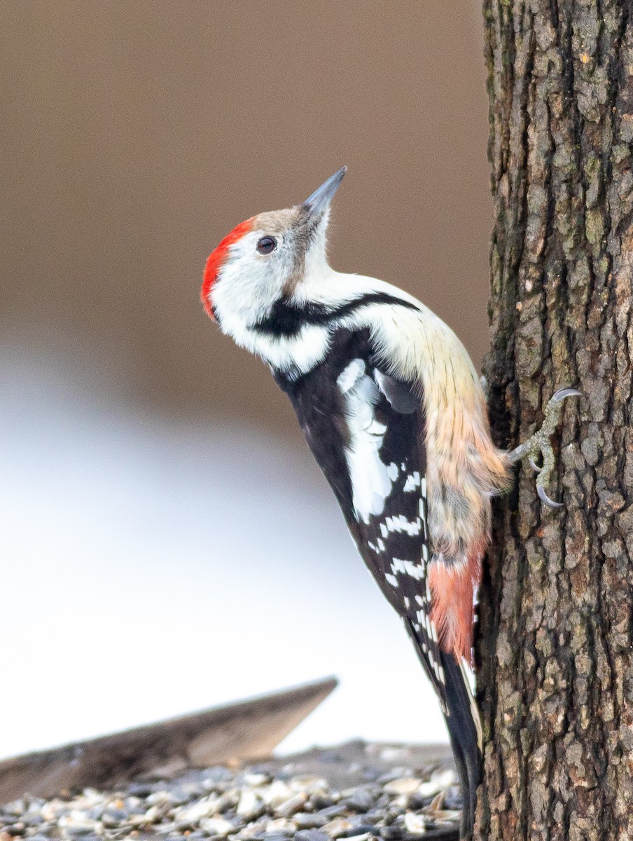 Middle Spotted Woodpecker - ML301190591