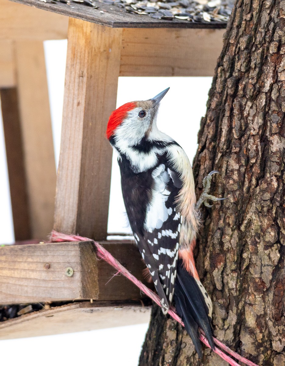 Middle Spotted Woodpecker - ML301190601