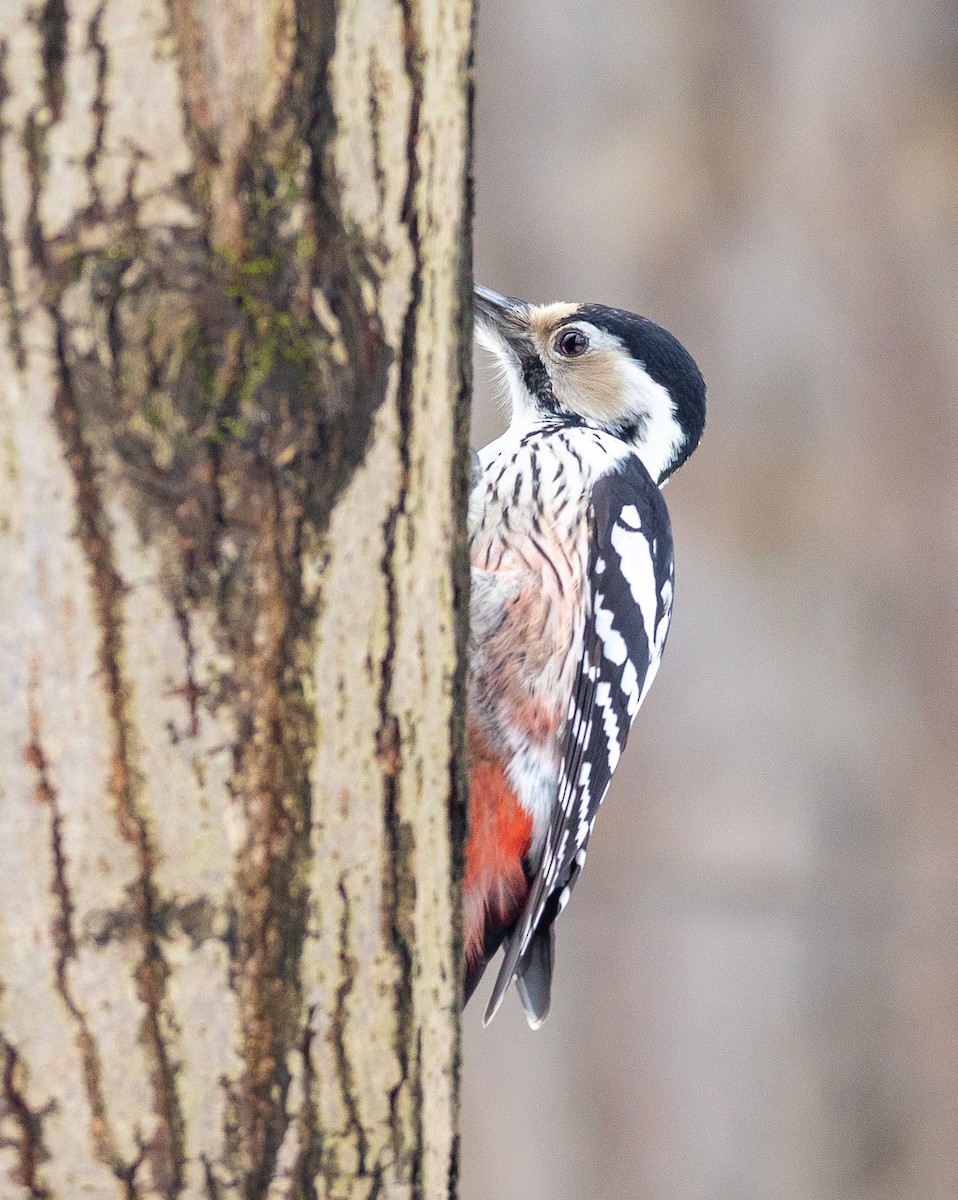 White-backed Woodpecker - ML301190631