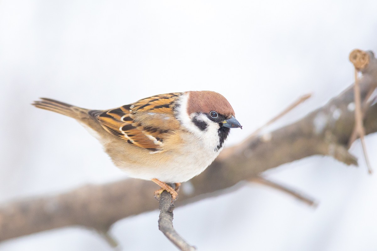 Eurasian Tree Sparrow - ML301190901