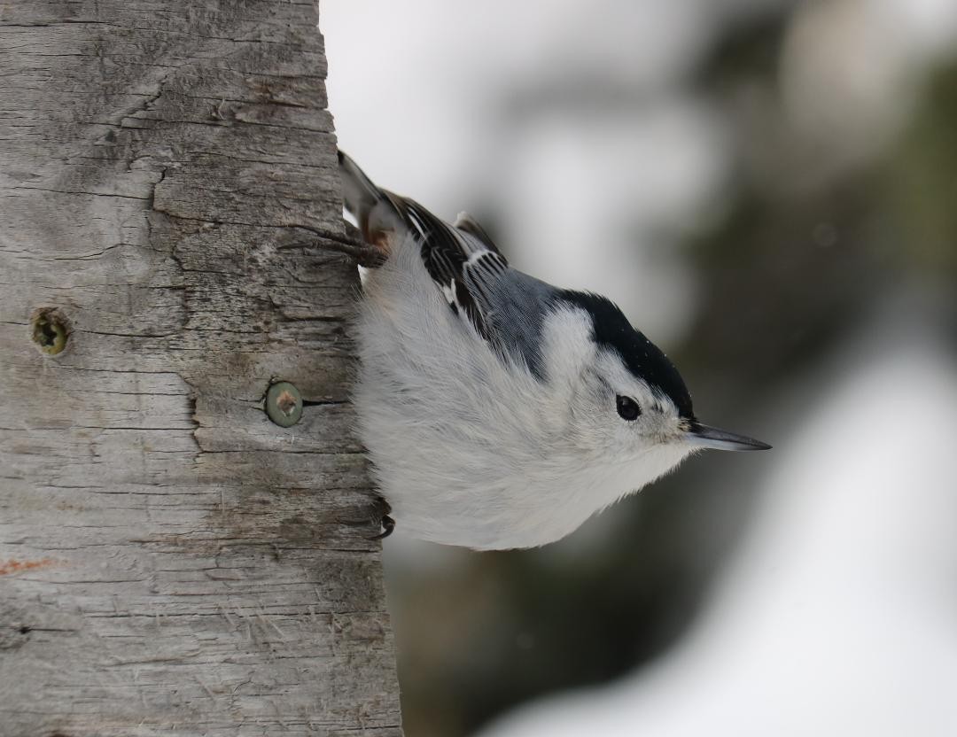 White-breasted Nuthatch - ML301198621