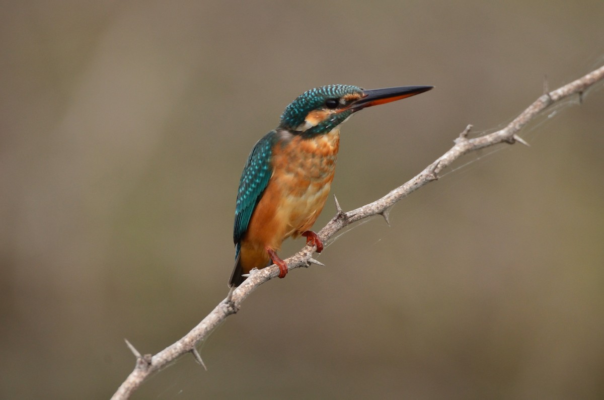 Common Kingfisher - Karthikeyan G B