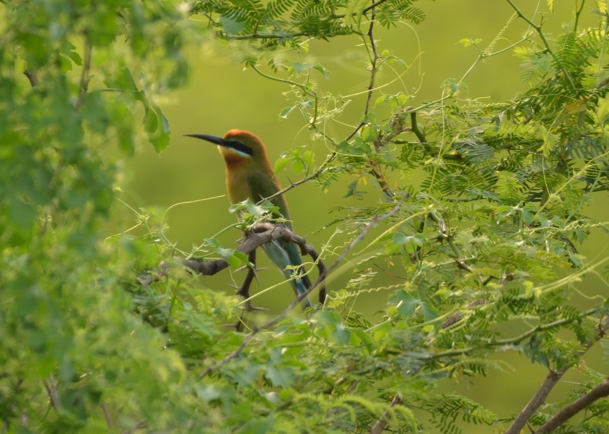 Blue-tailed Bee-eater - Karthikeyan G B