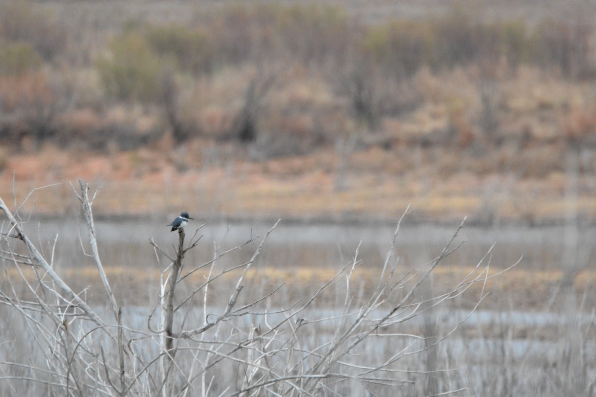 Belted Kingfisher - Dorothy Tate