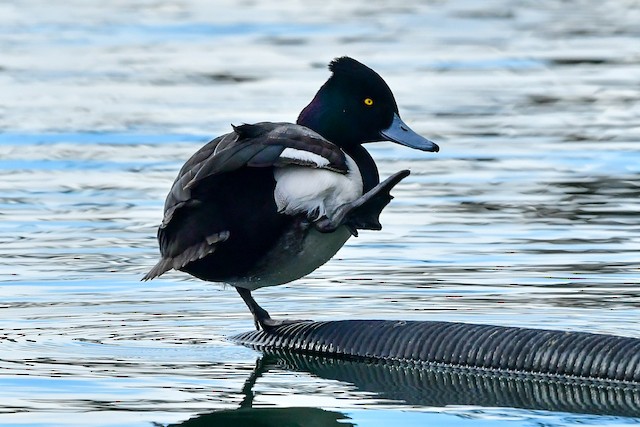 雑種 キンクロハジロ ｘ スズガモ Ebird