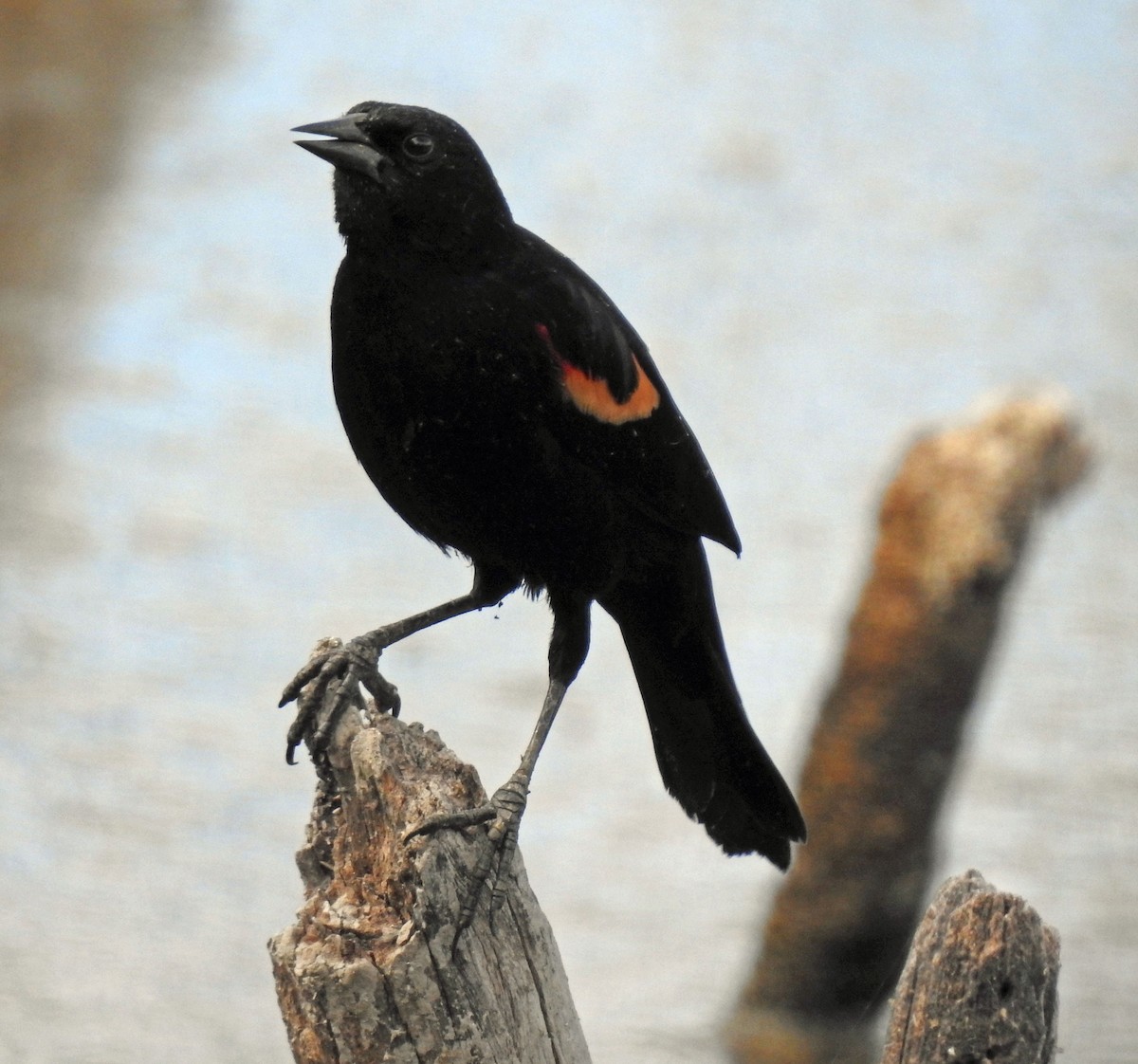 Red-winged Blackbird - ML301208671