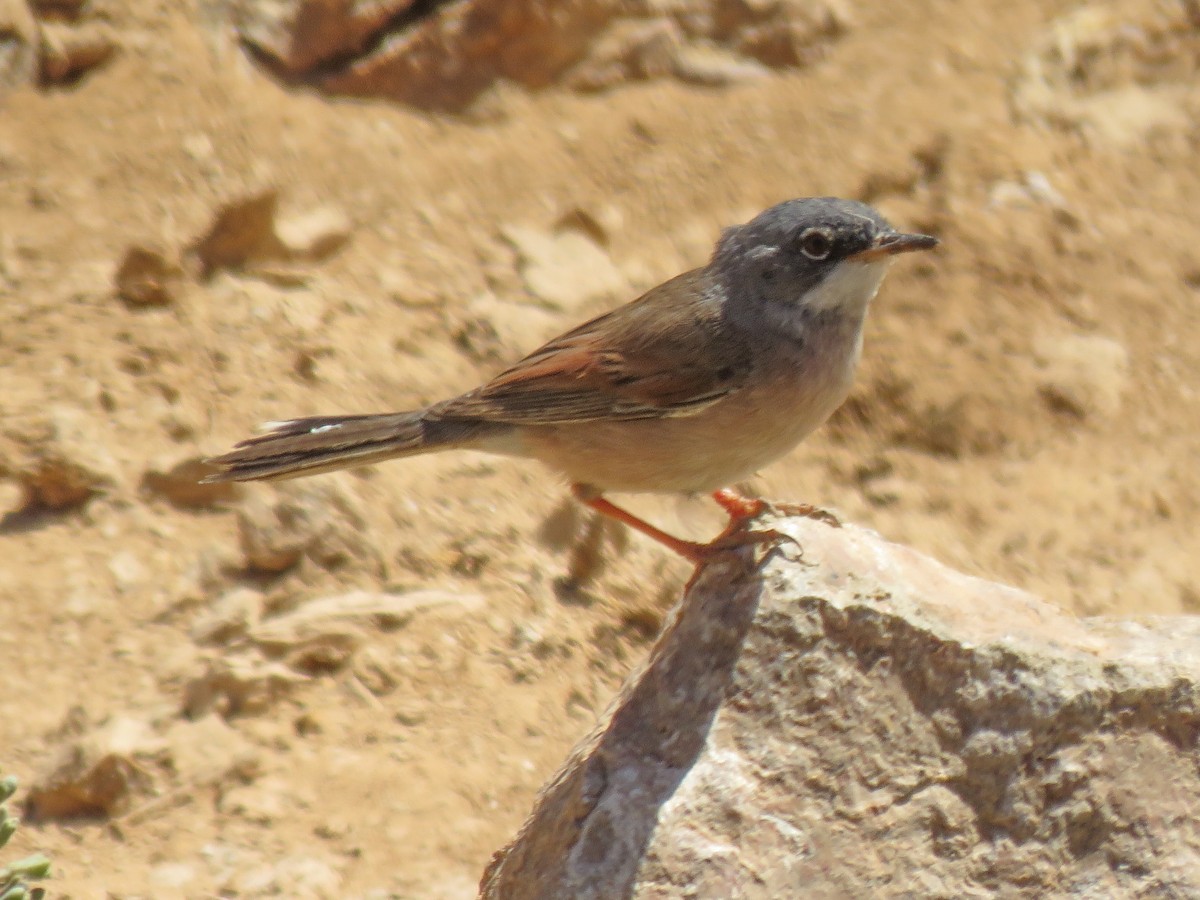 Spectacled Warbler - ML301209761