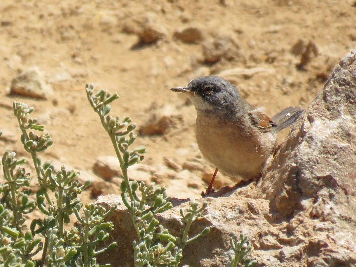 Spectacled Warbler - ML301209871