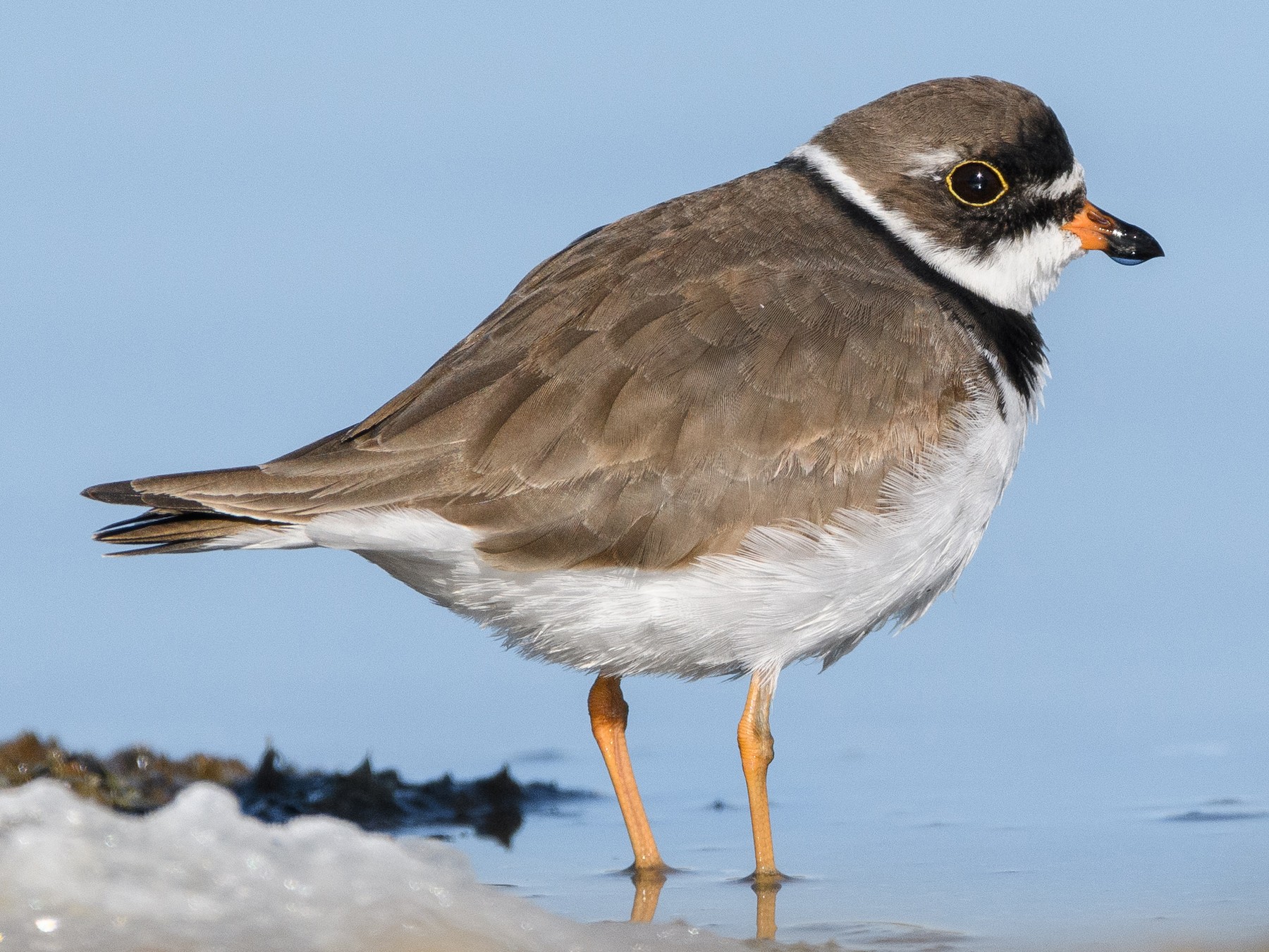 Semipalmated Plover eBird