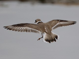 นกเต็มวัยในฤดูผสมพันธุ์ - Jay McGowan - ML301215661