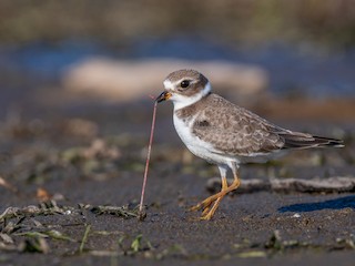  - Semipalmated Plover