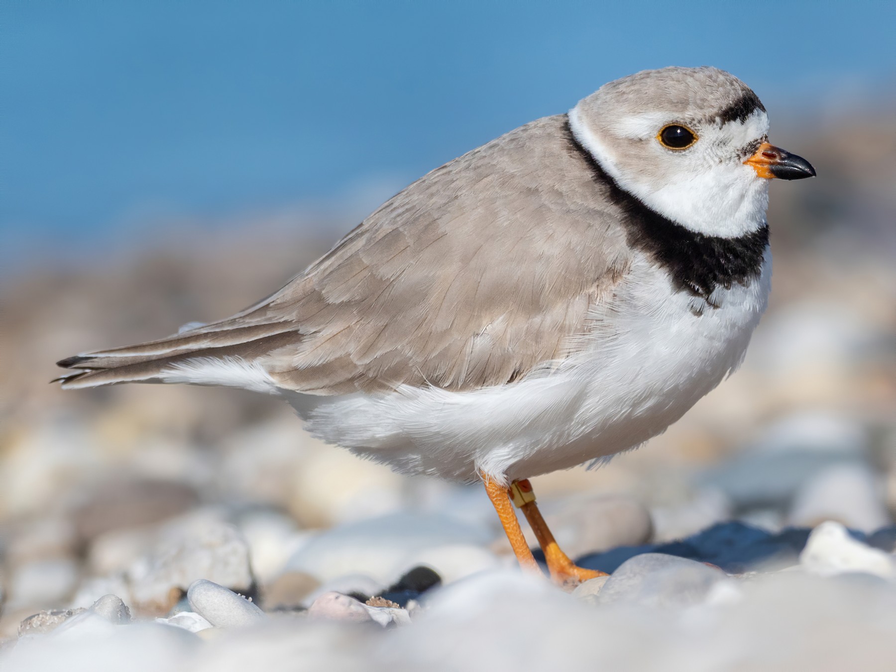 Piping Plover - Forest Botial-Jarvis