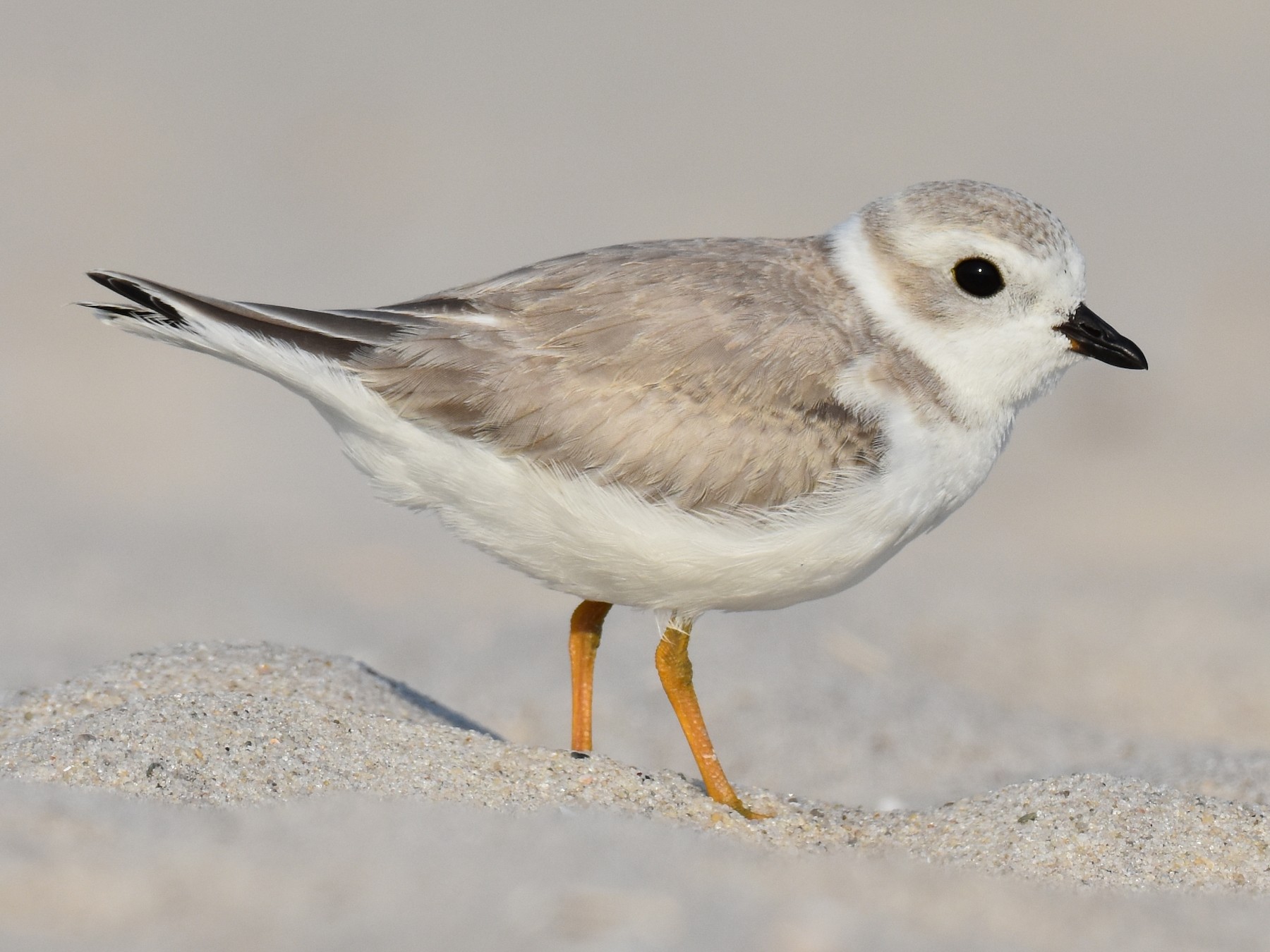 Piping Plover - Jack Parlapiano