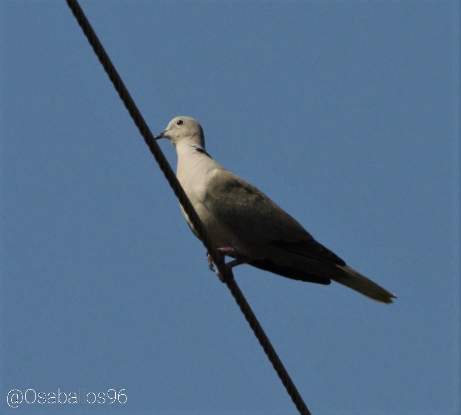 Eurasian Collared-Dove - oswaldo saballos
