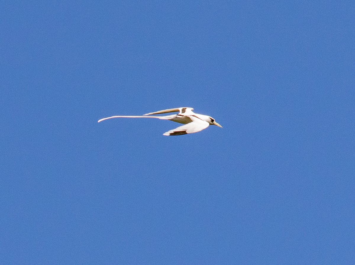 White-tailed Tropicbird - ML301221021