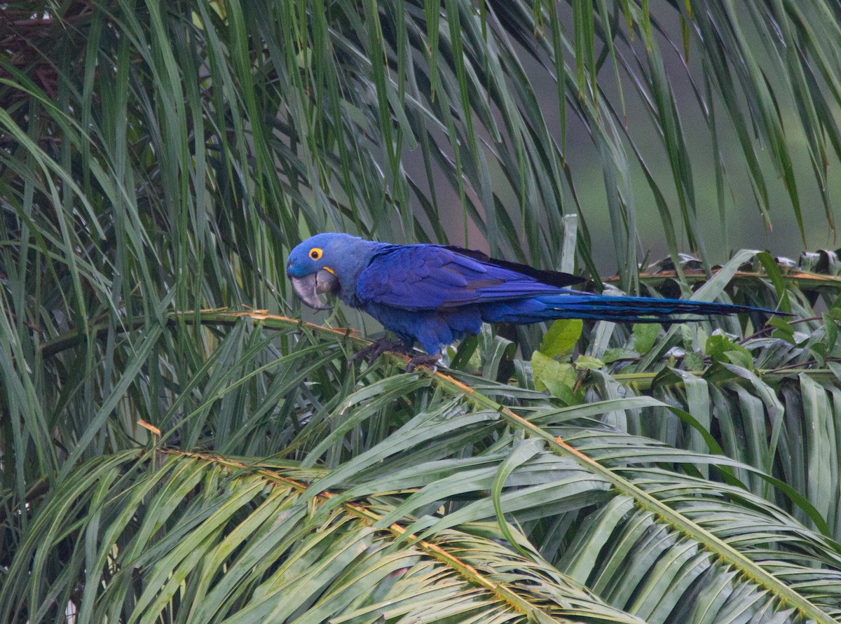 Hyacinth Macaw - ML301221301