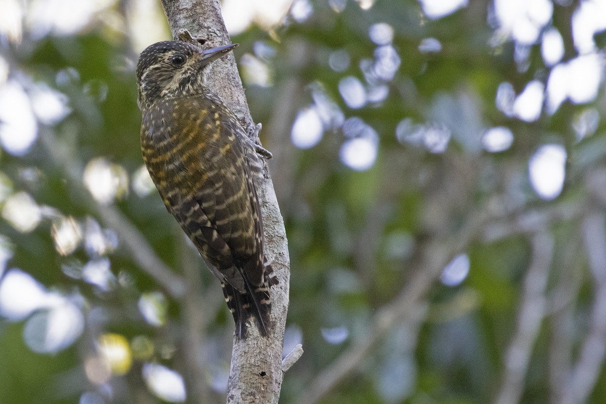 White-spotted Woodpecker - Leonildo Piovesan