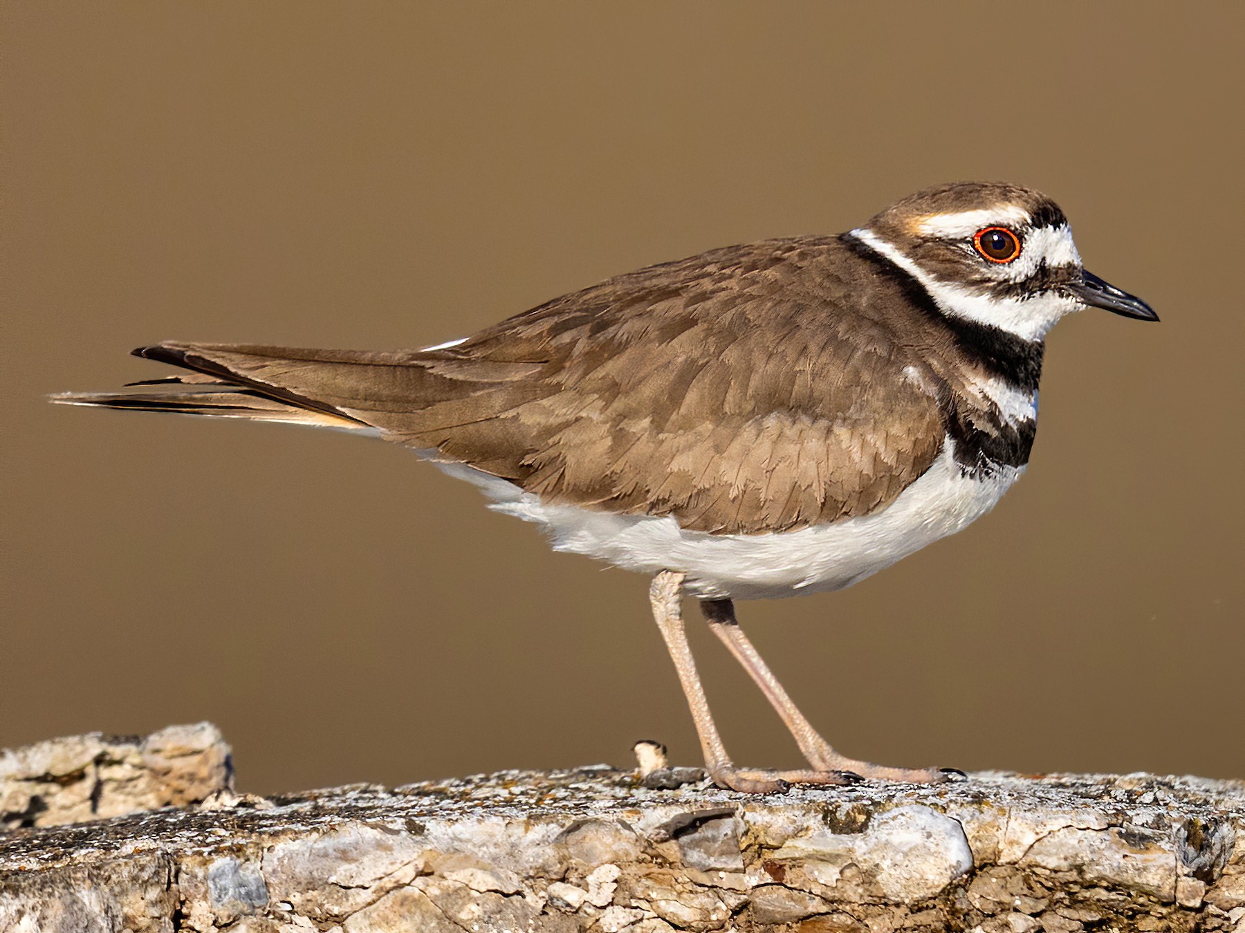 Killdeer - eBird