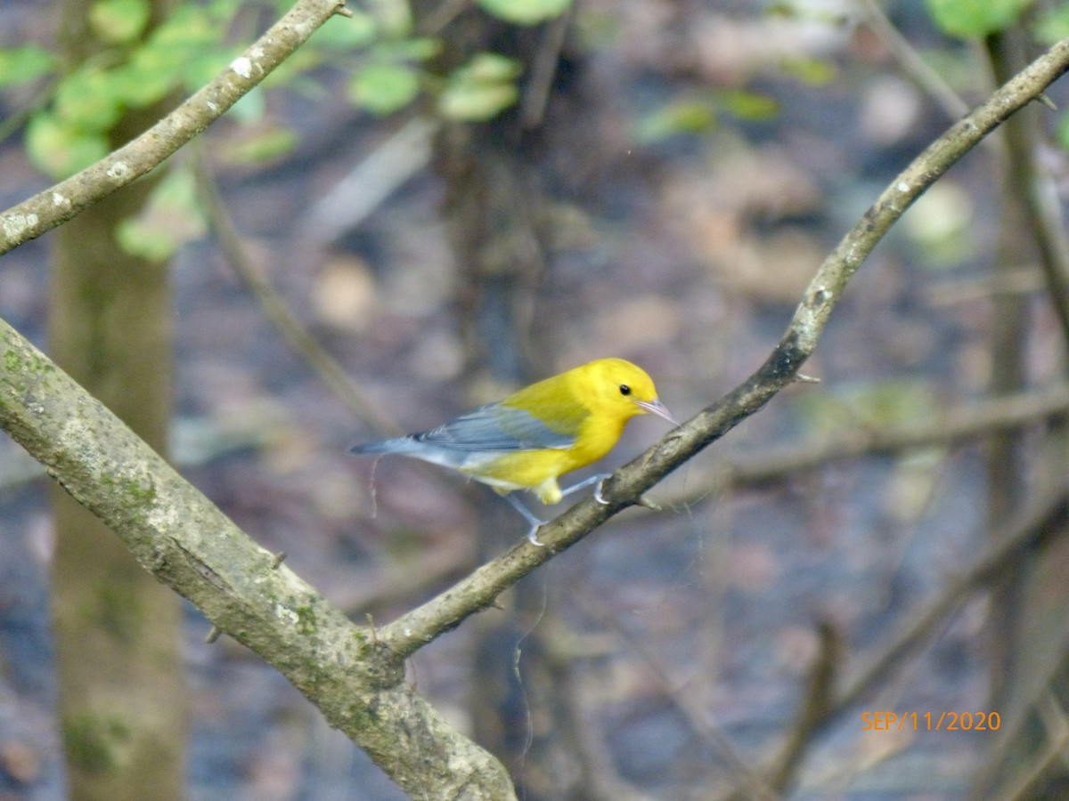 Prothonotary Warbler - ML301222461