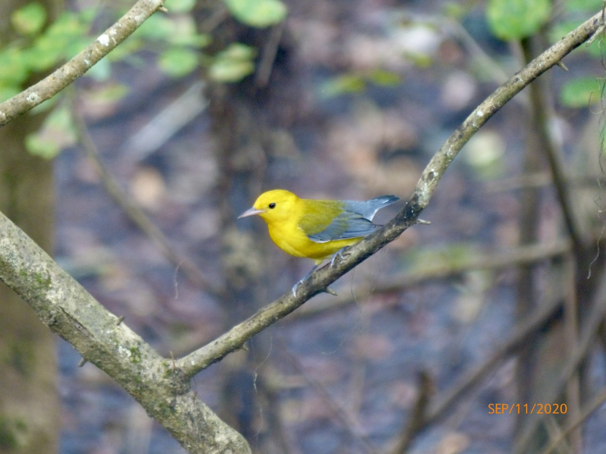 Prothonotary Warbler - ML301222691