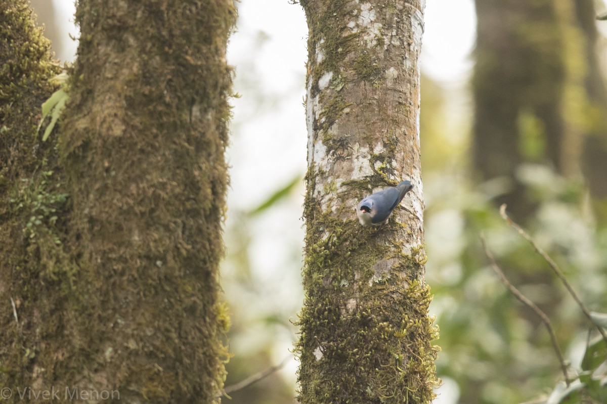 Velvet-fronted Nuthatch - ML301223871